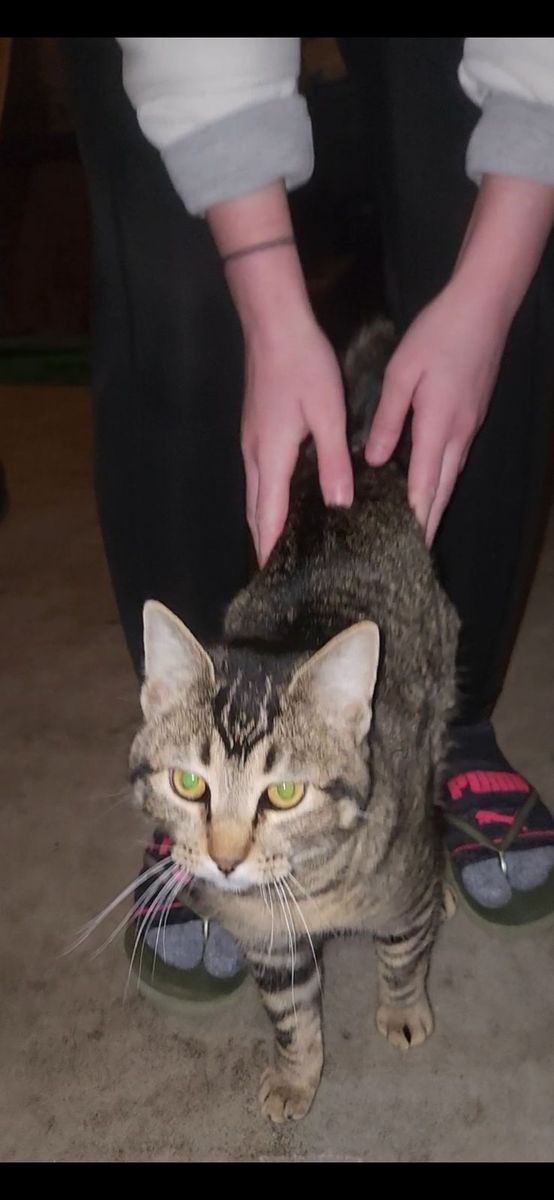 Karen Meowler/Free Kitty