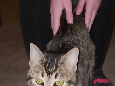 Karen Meowler/Free Kitty