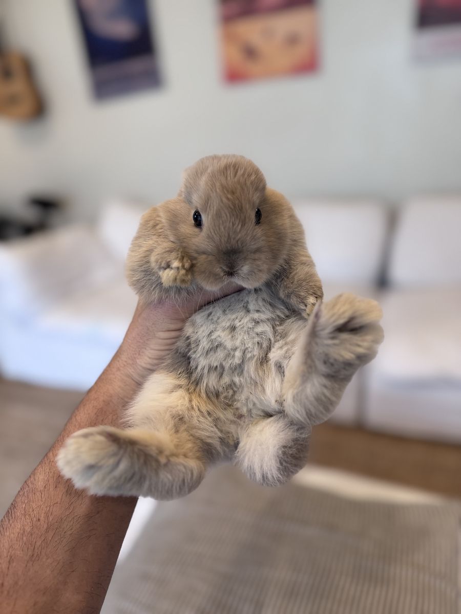 Baby Buck Bunny - Holland Lop Mix