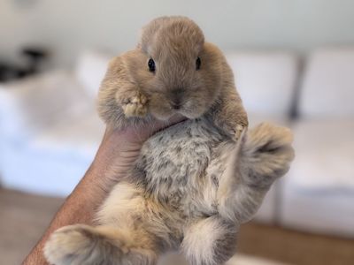 Baby Buck Bunny - Holland Lop Mix
