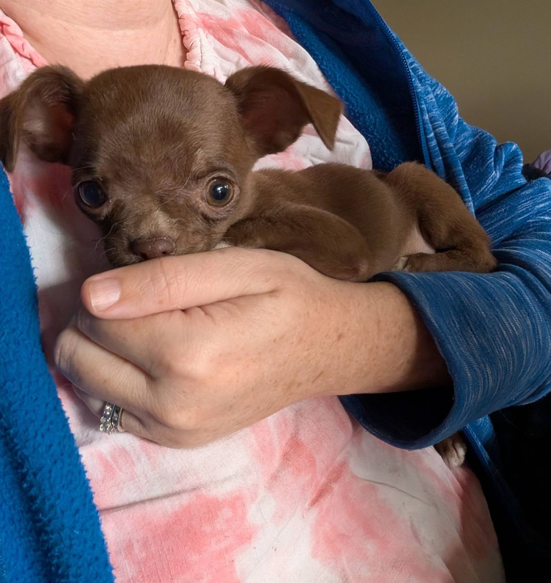 Female AKC Chihuahua puppy