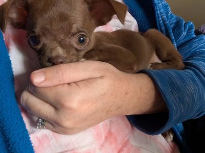 Female AKC Chihuahua puppy