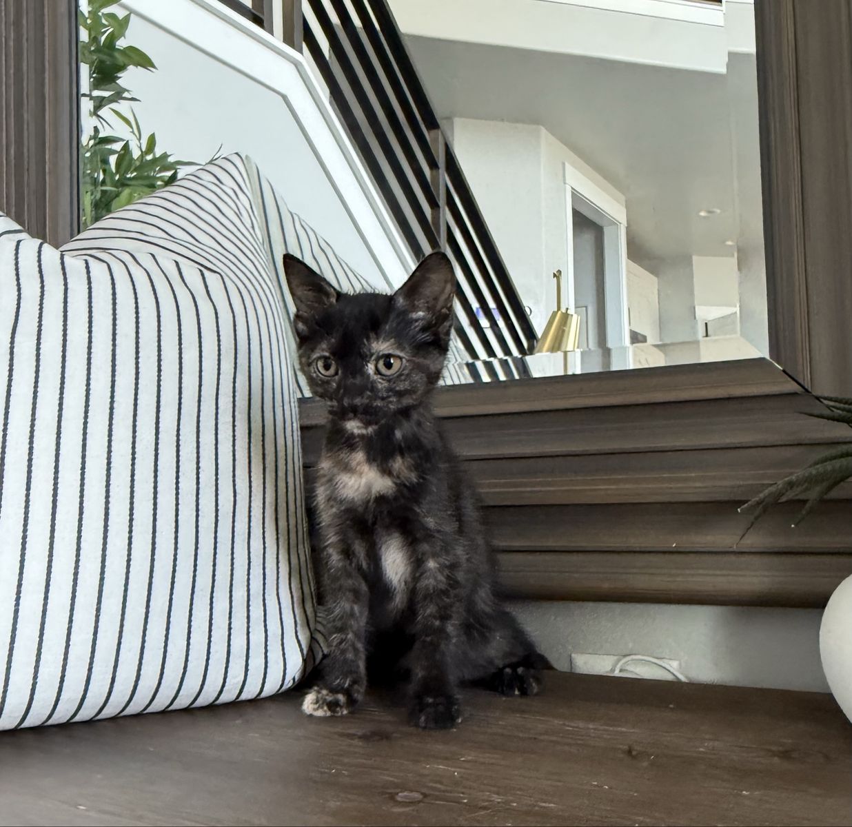 Vaccinated 8 week beautiful tort and white tabby kittens. Super affectionate!