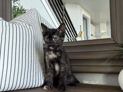 Vaccinated 8 week beautiful tort and white tabby kittens. Super affectionate!