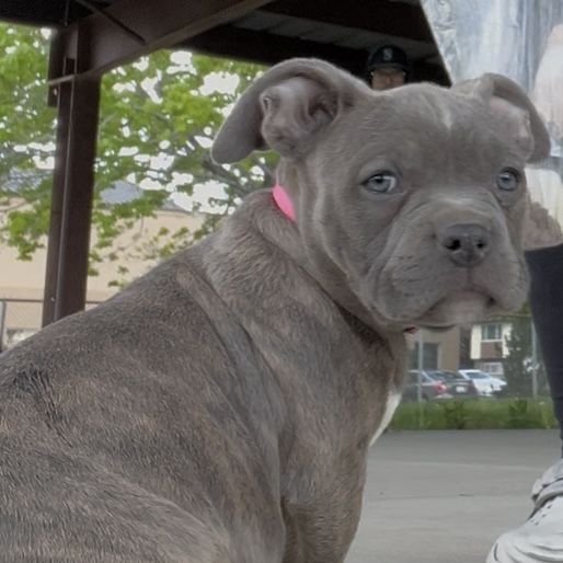 American Pitbull Puppy- LAST DAY AT THIS PRICE