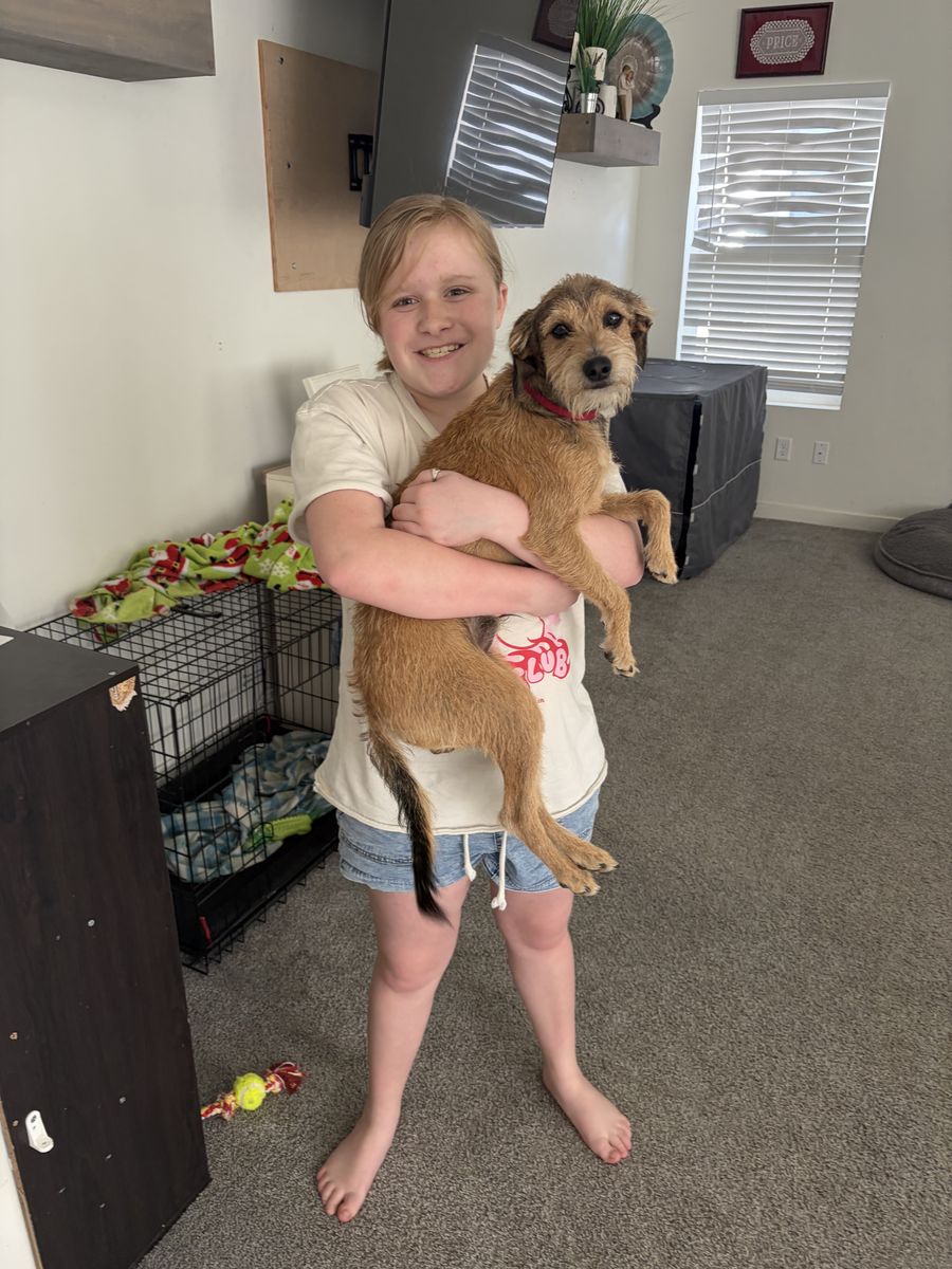 Re home 8 month old puppy