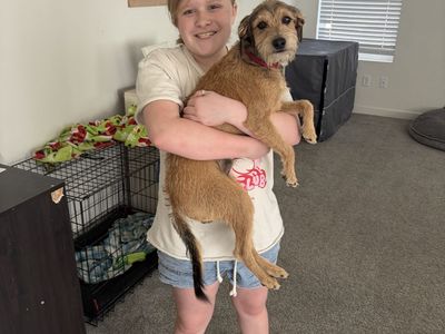 Re home 8 month old puppy