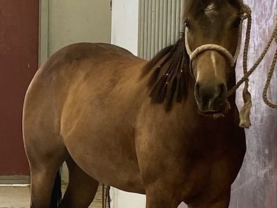 Horse trainer