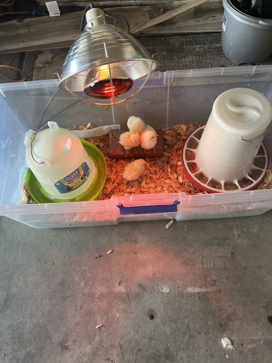 Baby Chicks And Supplies