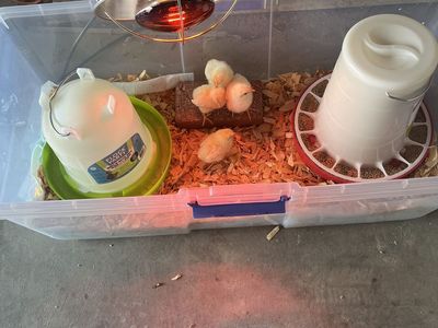 Baby Chicks And Supplies