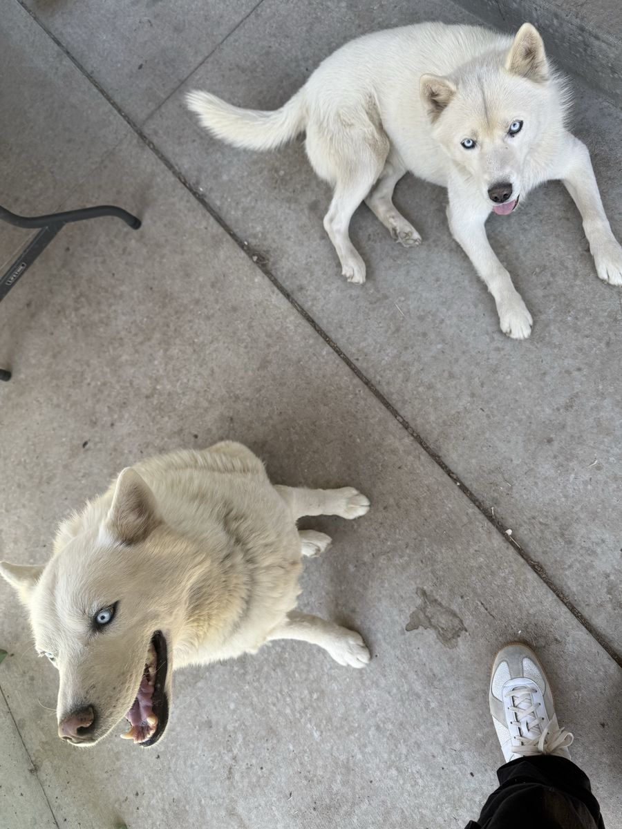 Pair of White Husky Dogs with Blue Eyes - Seeking Loving Home