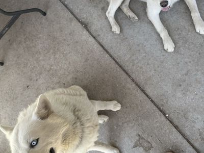 Pair of White Husky Dogs with Blue Eyes - Seeking Loving Home