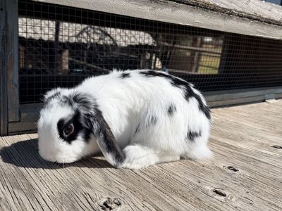 Holland Lop baby buck