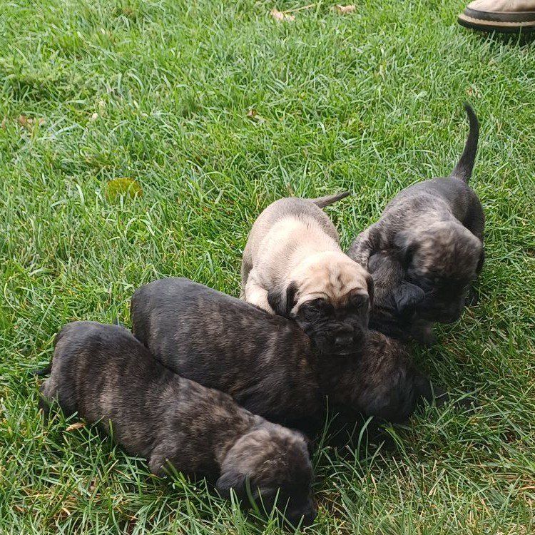 AKC Registration Mastiff Puppies Brindles & Fawns 