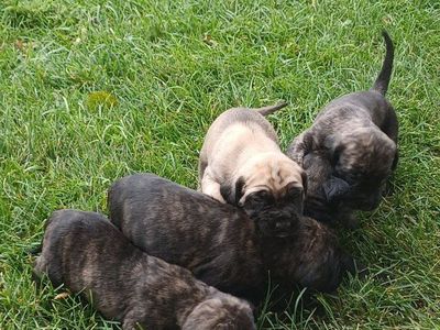AKC Registration Mastiff Puppies Brindles & Fawns