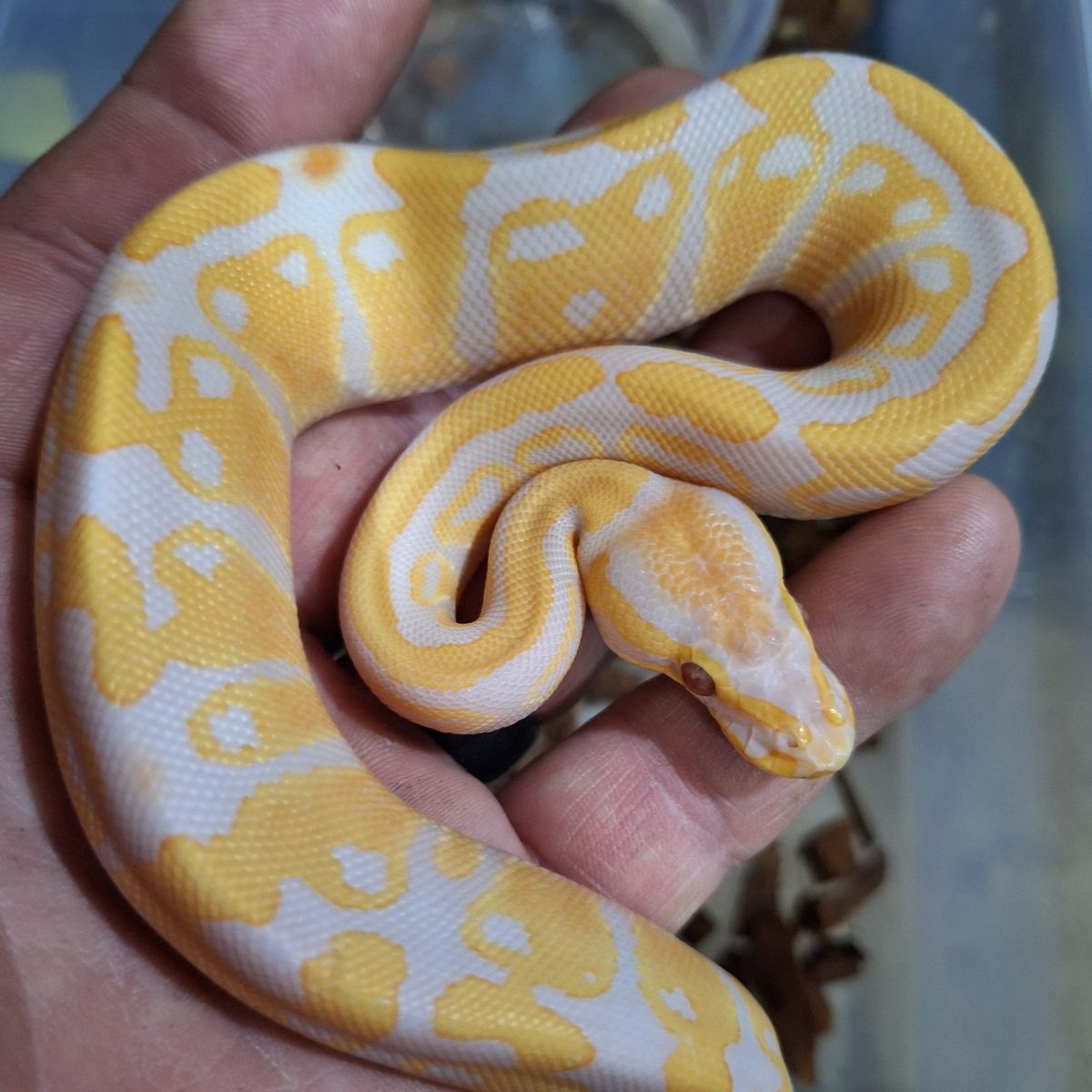 Lavendar Albino ball python