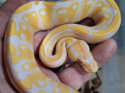 Lavendar Albino ball python