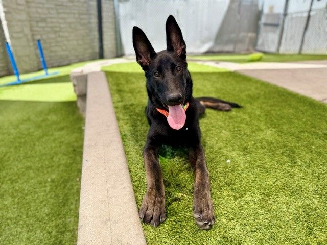 A163222 Wren Available for Adoption!