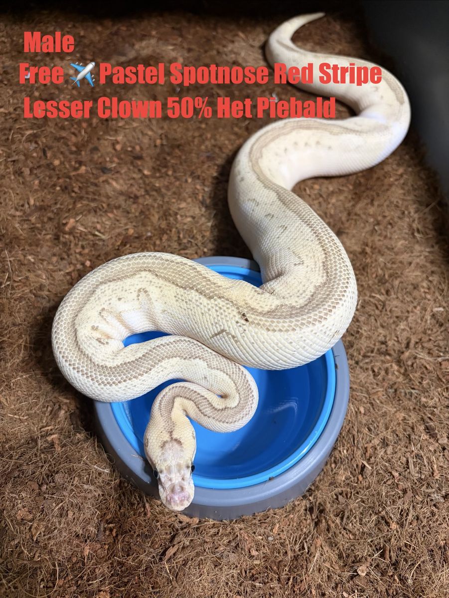 Ball python collection