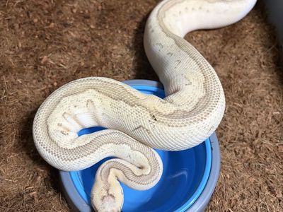 Ball python collection
