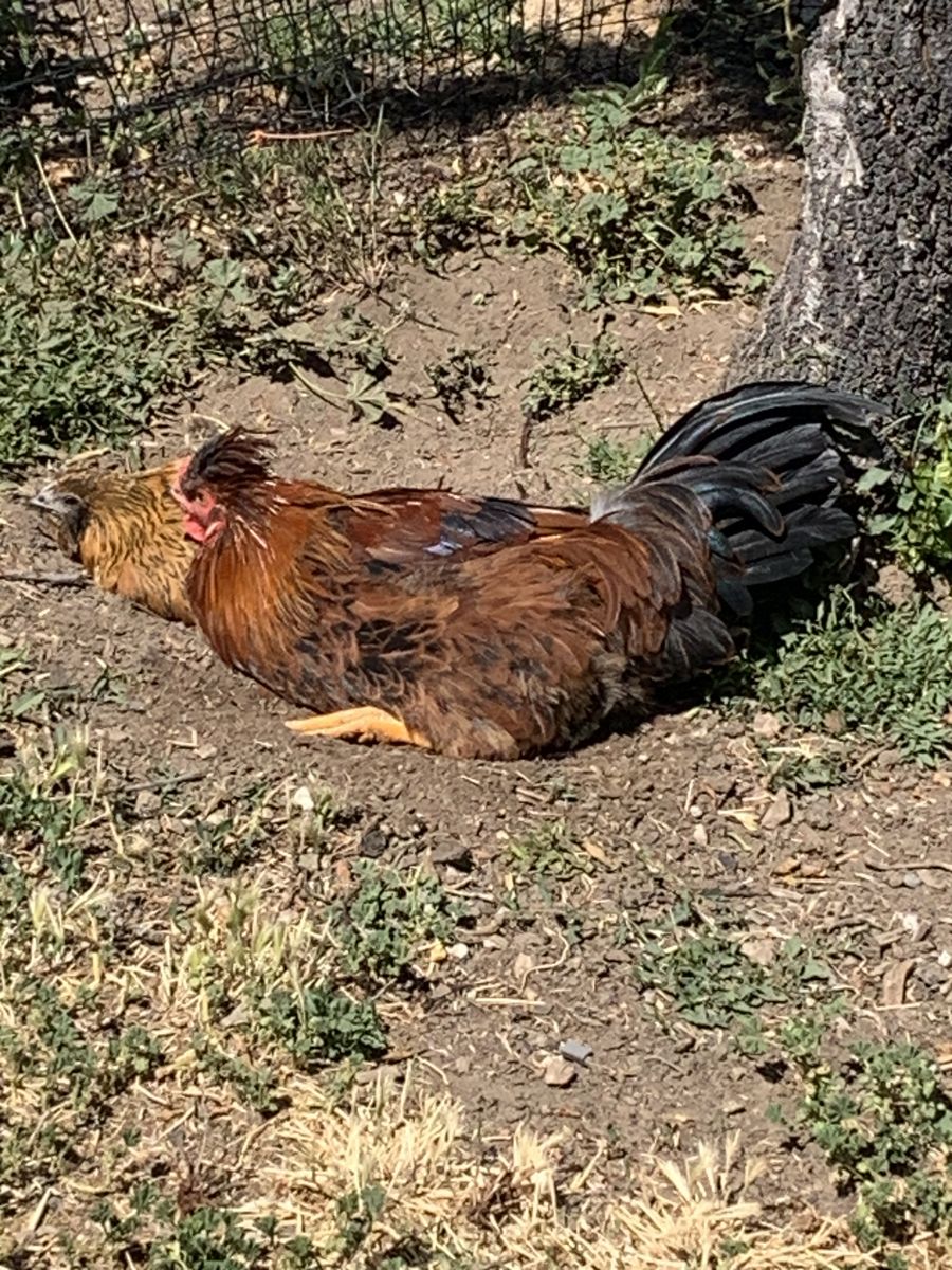Free Rooster