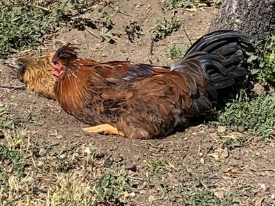 Free Rooster