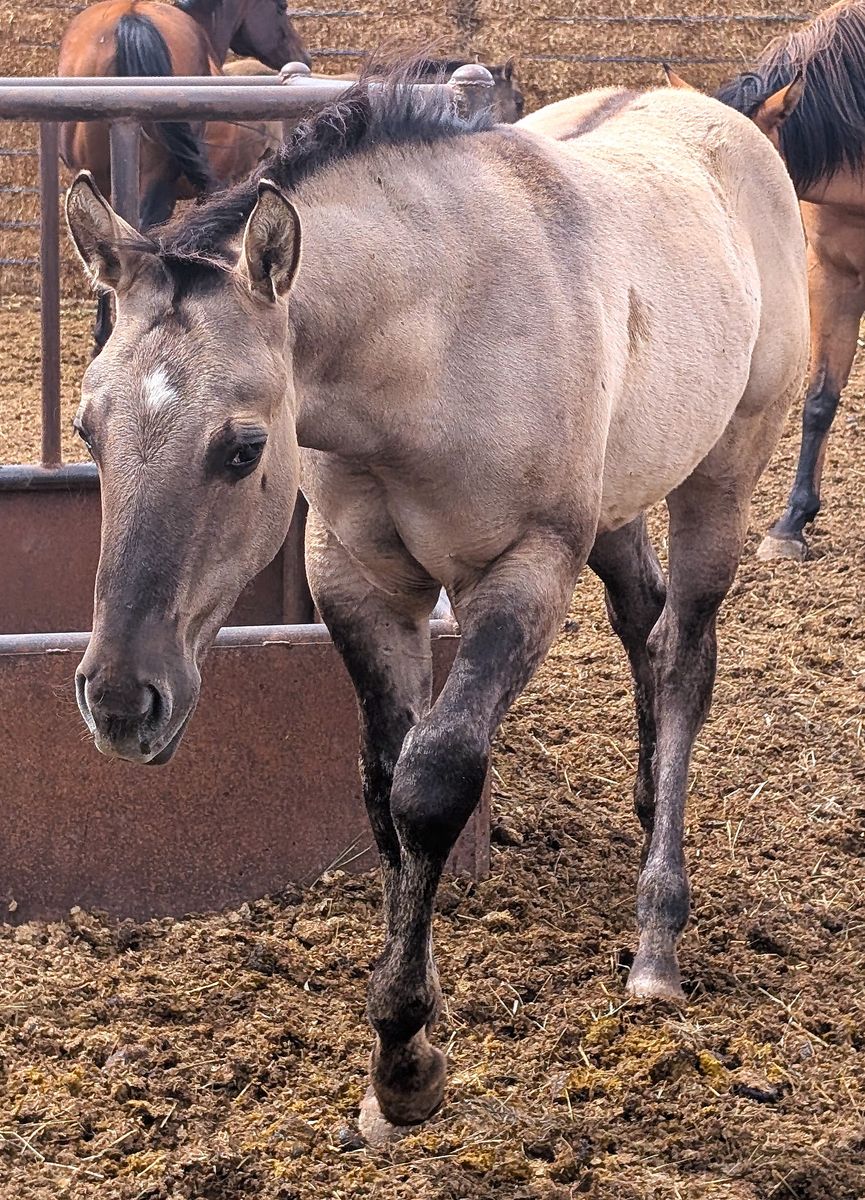 Homozygous Dun Grullo Stud AQHA weanling