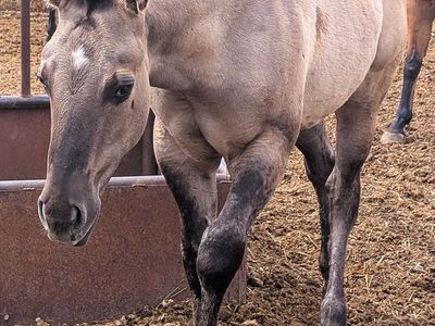 Homozygous Dun Grullo Stud AQHA weanling