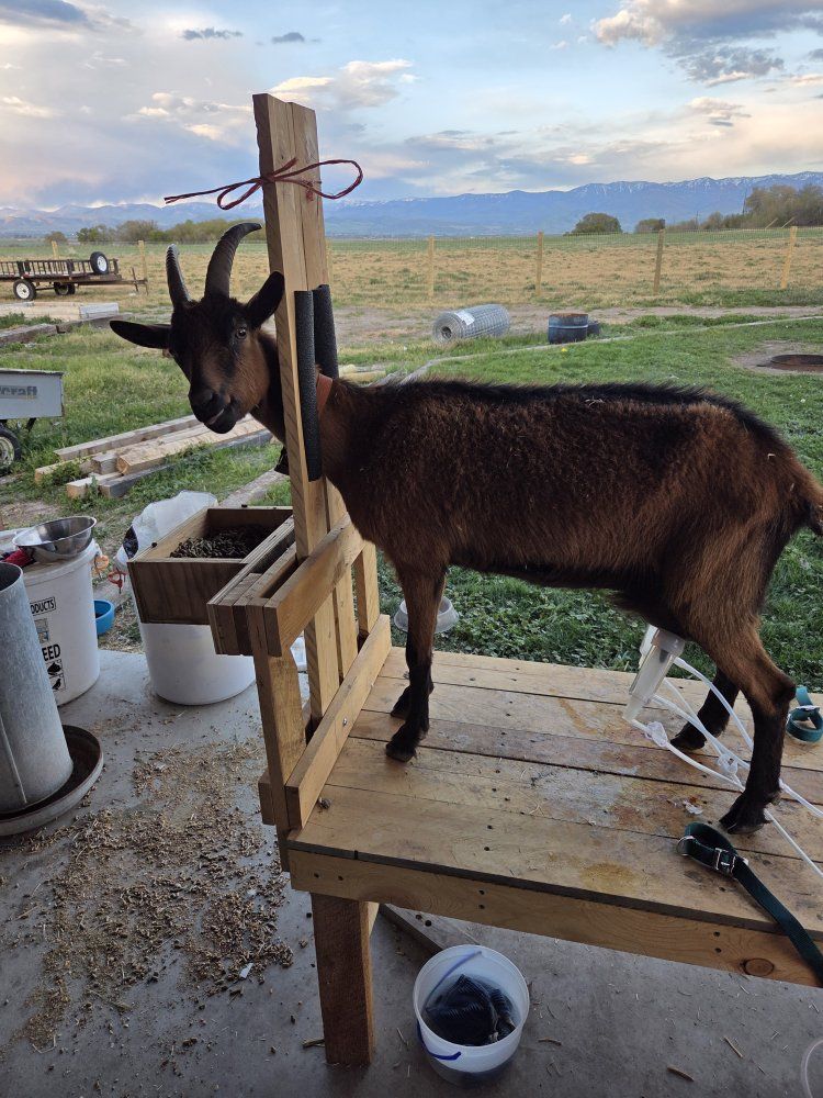 Oberhasli Doe