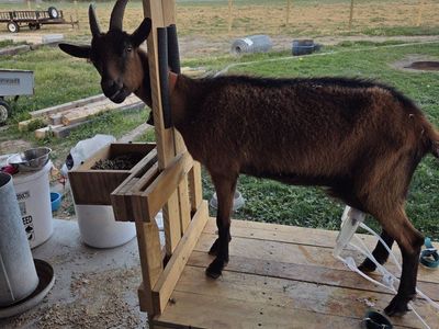Oberhasli Doe