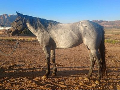 Beautiful 2021 AQHA bay roan mare