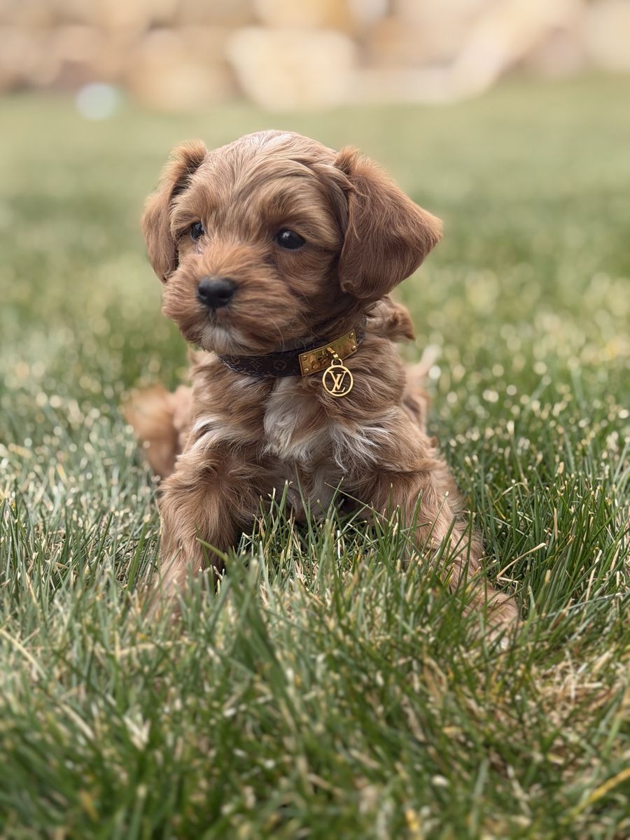 Adorable Male Goldendoodle Puppy - Ready for a Forever Home! Hypoallergenic