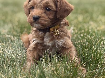Adorable Male Goldendoodle Puppy - Ready for a Forever Home! Hypoallergenic