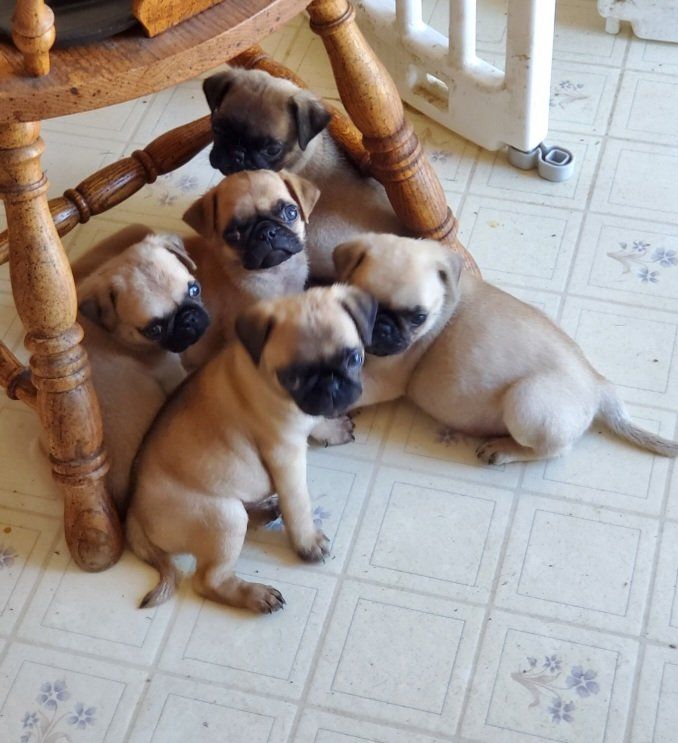 Pug Puppies