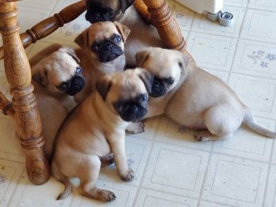 Pug Puppies