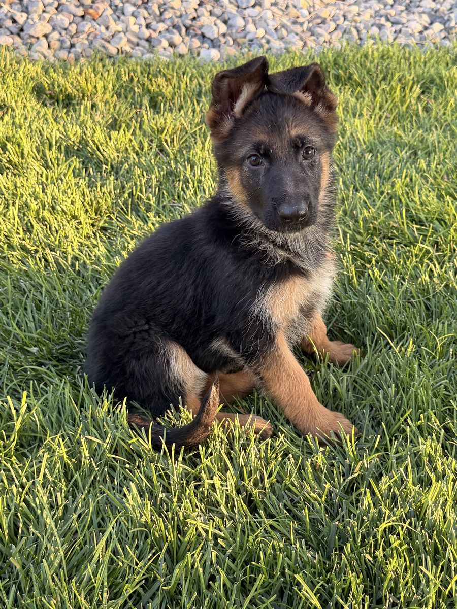 AKC Adorable German Shepherd Puppy
