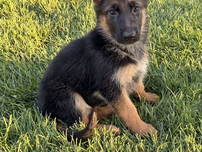 AKC Adorable German Shepherd Puppy