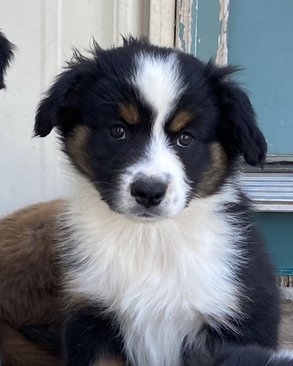 Mini Aussie puppies/asdr/tris