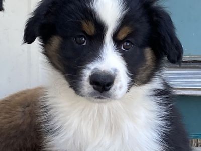 Mini Aussie puppies/asdr/tris