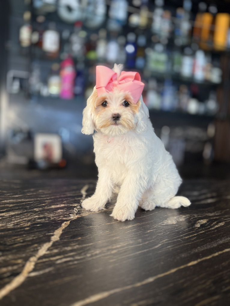 Darling Sweet Timy Cavapoo Girls All Included