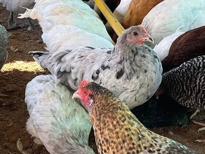 Young Roosters - Marans, olive eggers
