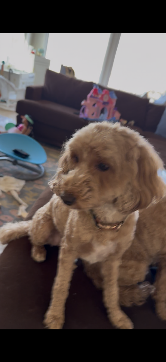 Lost Goldendoodle
