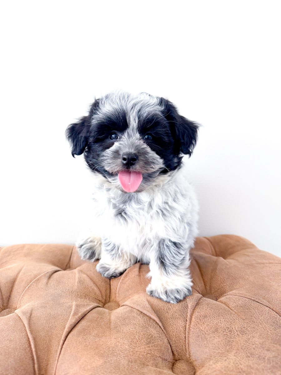 Coton de Tulear like Shih Tzu, Havanese, Maltese