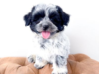 Coton de Tulear like Shih Tzu, Havanese, Maltese