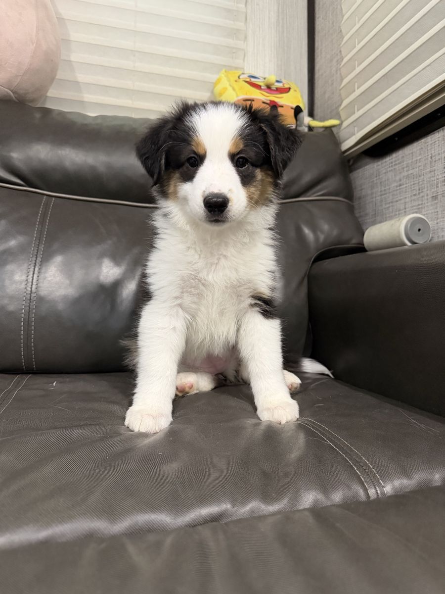 Mini Aussie Shepherd