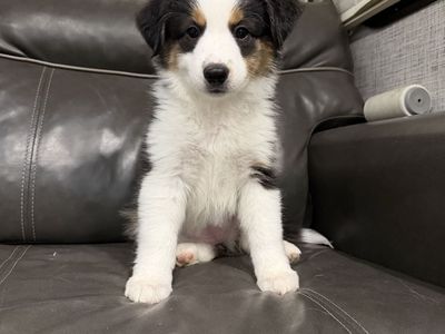 Mini Aussie Shepherd