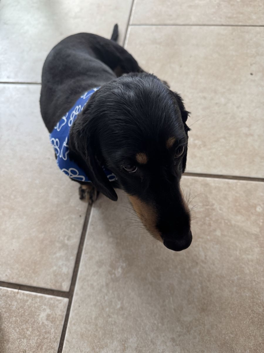Hank