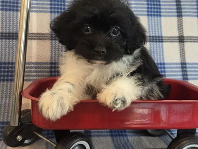 Playful Fun Male Shorkie-Poo Puppy!