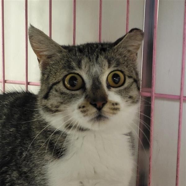 Hello my name is Hedgehog