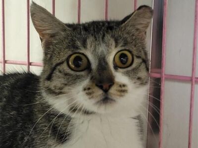 Hello my name is Hedgehog